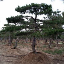 黑松的种植基地揭秘