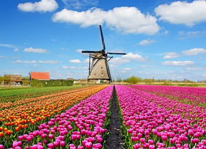 赏花新风尚：慢下来遇见真风景