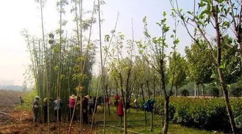 春季园林绿化养护， 别让浇水成“水患”