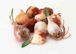 种子自身的问题