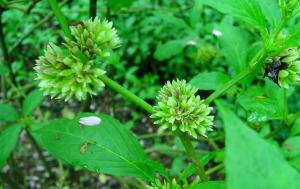 先来聊聊东风草锈病