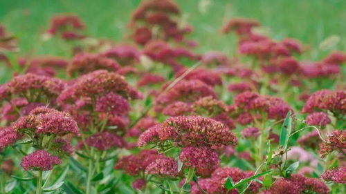 喷头要低， 心叶要避