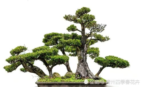 精品盆景花卉以造型独特、寓意丰富、养护精细为特点