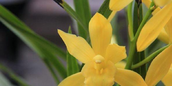 5. 竹子：清新的绿意， 陪伴你的每一天