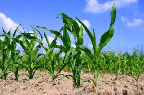 玉米打完除草剂，几时浇水好那个？