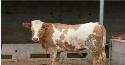 草床移动， 成本再降降