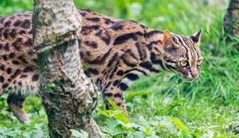 如何让野猫不那么害怕杀虫剂