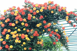 翠芦莉：填补空缺的嫩手