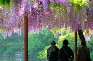 紫藤已到花期，为何还不开花