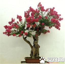 种子播种， 也有技巧