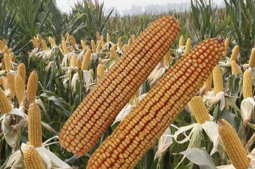 耐高温抗锈病， 还Neng抗倒伏的“全Neng”玉米