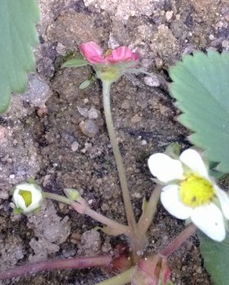 红玉兰， 那个花里胡哨的大家伙