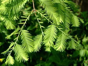 水杉是活化石植物？它为何如此珍贵