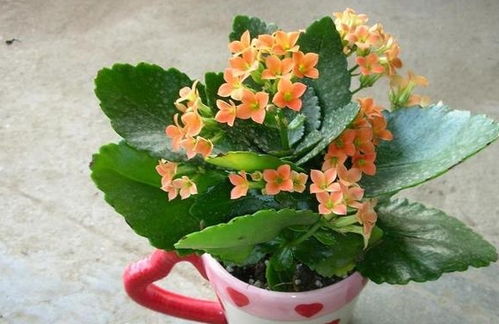 长寿花花期过了怎么办？如何让它
绽放