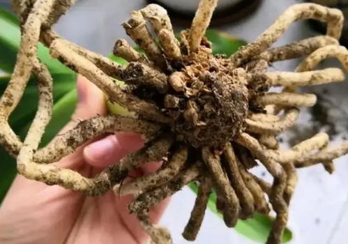 铜钱草烂根后需要剪除吗？如何处理才能避免
烂根