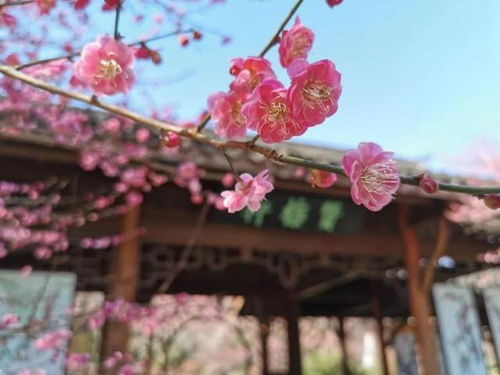 秋天的花朵盛宴