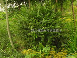 水蜡球：绿化的好帮手