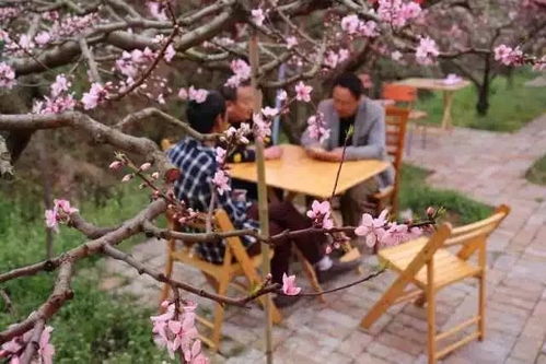 合欢树：团圆的象征