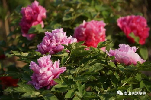 牡丹花种植全攻略：打造绚丽花园的黄金时间与技巧揭秘