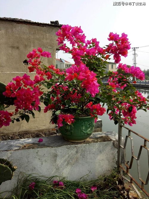 南方北方选花，有啥讲究？