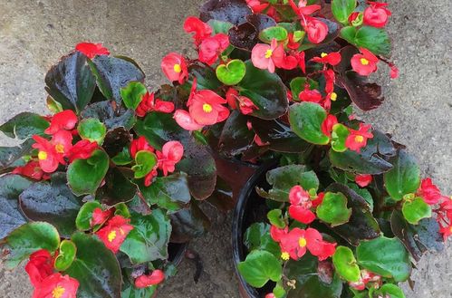 四季海棠冬季养护攻略：三招破解低温难题