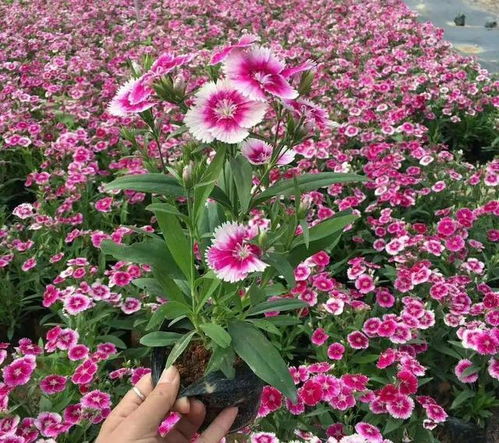 石竹花二歧聚伞花序的形成机制及其与普通花序有何不同之处
