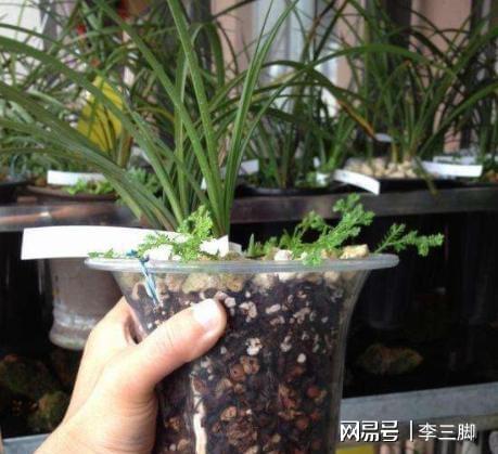 情人泪怎么养才能爆盆？新手也能养出瀑布效果
