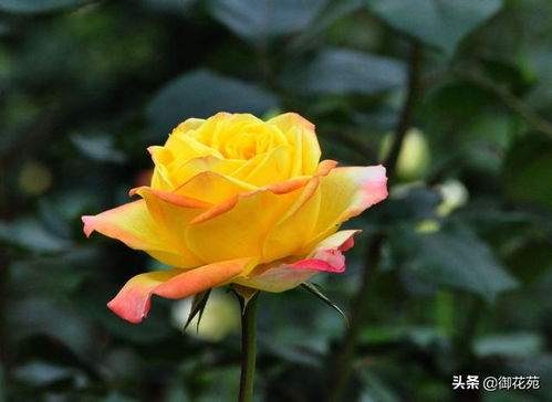 月季盲芽之谜：揭秘种植误区