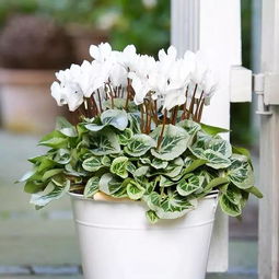 门东边种花， 美丽耐寒两不误