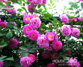 卧室植物：营造温馨氛围