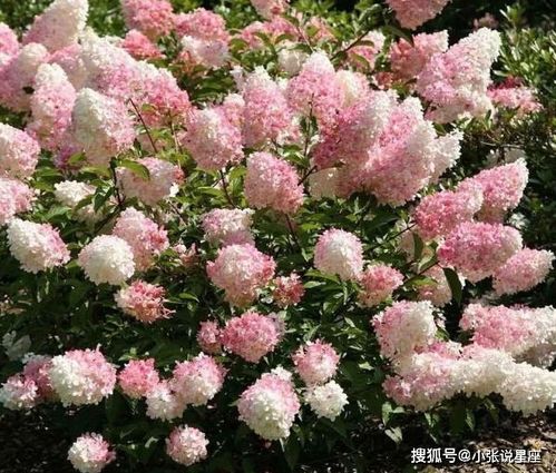 绣球无尽夏秋天怎么修剪？拆分后如何保留花球饱满