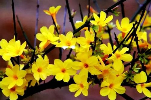 迎春花种植密度大揭秘