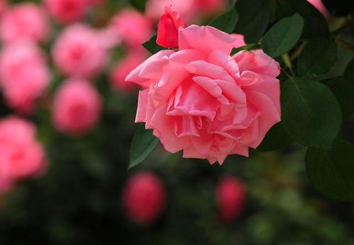 石硫合剂，是个啥？