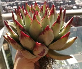 生石花多肉植物怎么养？光照和浇水要注意什么
