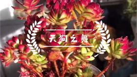 天狗之舞的“舞”为何如此脆弱，掉叶子