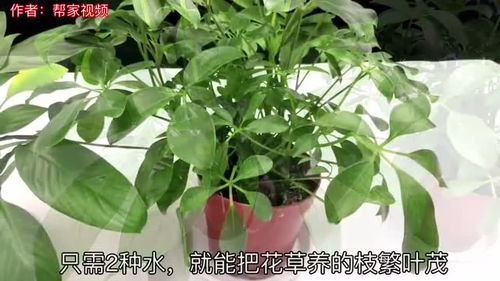 用绿豆水浇花，为何家里绿植长得格外旺盛