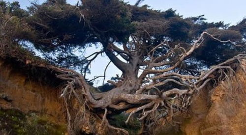 意外发现：无根草的奇妙世界