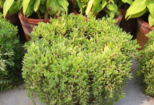 垂盆草病害防治要点