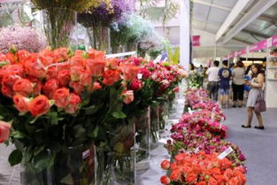 花卉学的小秘密：园艺世界里的奇妙之旅