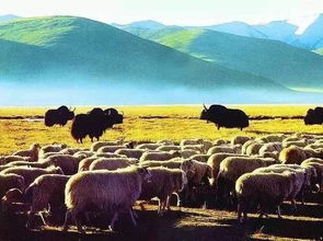 适合青藏高原种植的草种