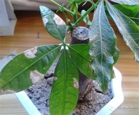 西番莲夏天落叶怎么办？如何挽救这美丽的植物