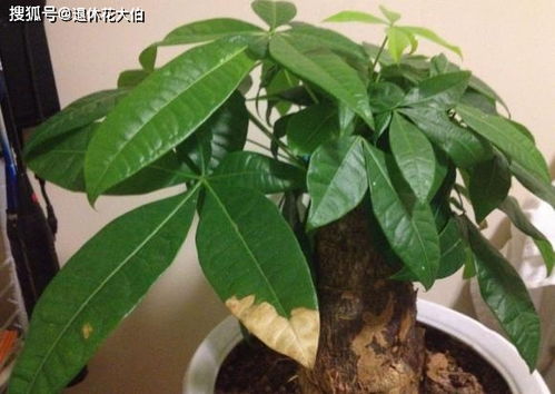 发财树开花周期是多久？开花需要哪些要素