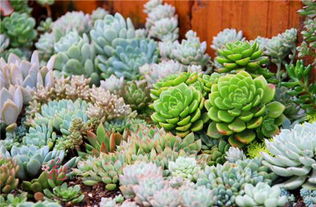 多肉唐印易养爆红，红颜养植攻略