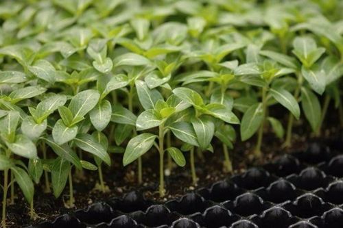 重楼育苗一亩需撒多少斤种子？