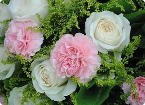 康乃馨——母亲的微笑