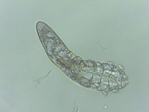 甲维虫螨清：揭秘它的神奇功效