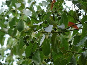 国槐：国槐，国槐，国色天香