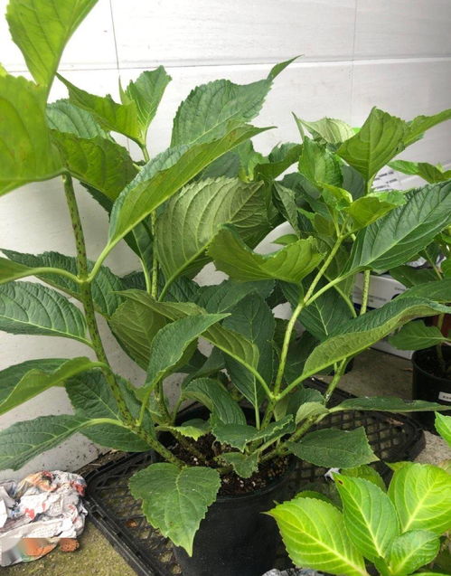 秋天扦插绣球花，你真的会吗？