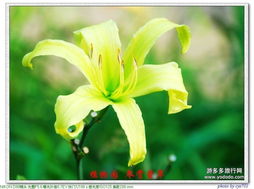 冬天的萱草，你会不会觉得它会干枯呢？