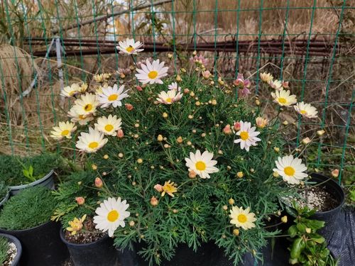 菊花耐寒， 冬季也嫩生长